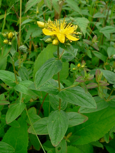 {Hypericum graveolens}